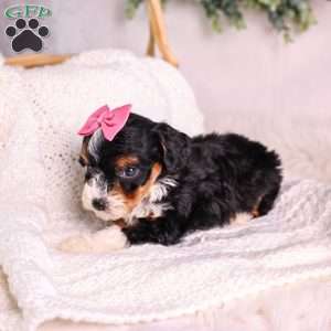 Meadow (House training), Mini Bernedoodle Puppy